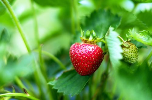 Free Vibrant close-up of a fresh, ripe strawberry hanging on a plant amidst lush green leaves. Stock Photo