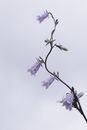 White blooming flower on thin stem