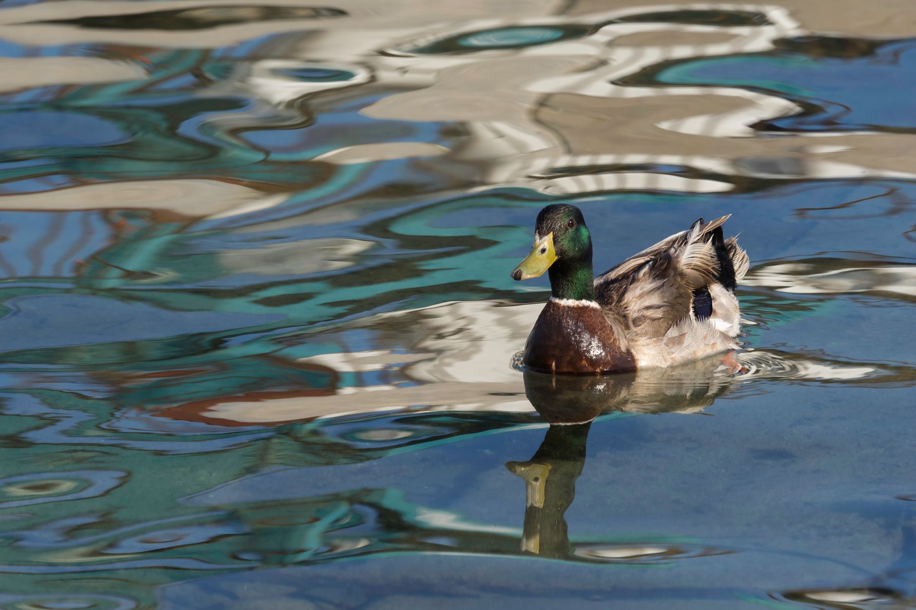 Mallard duck on a shimmering water surface with abstract reflections.