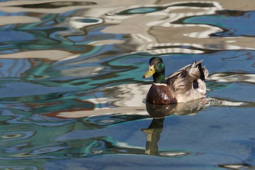 Free Mallard duck on a shimmering water surface with abstract reflections. Stock Photo