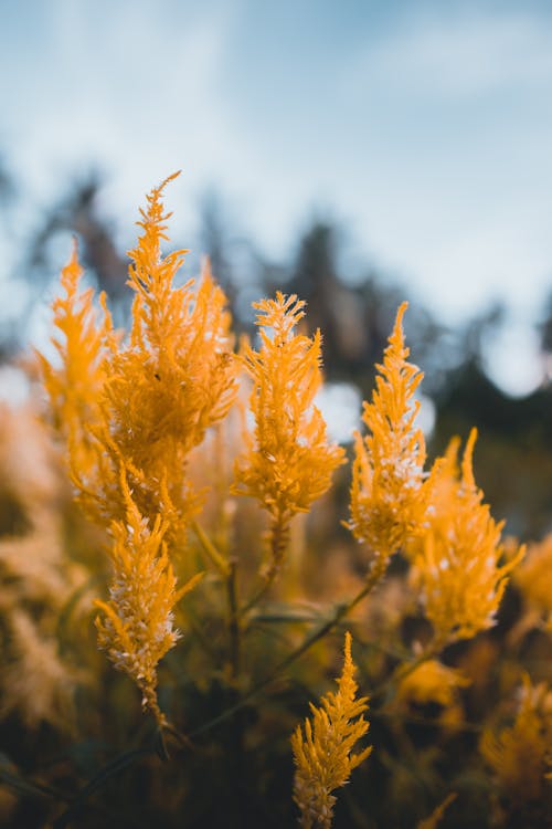 Close Up Photo of a Plant