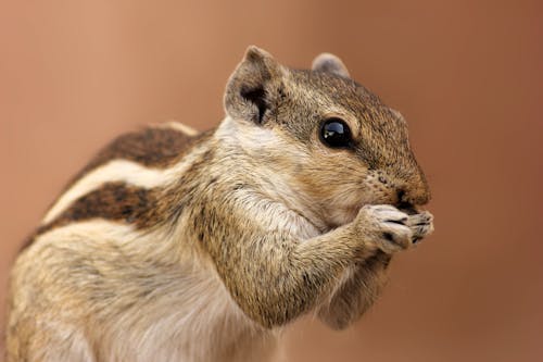 Free Brown and Gray Squirrel Stock Photo