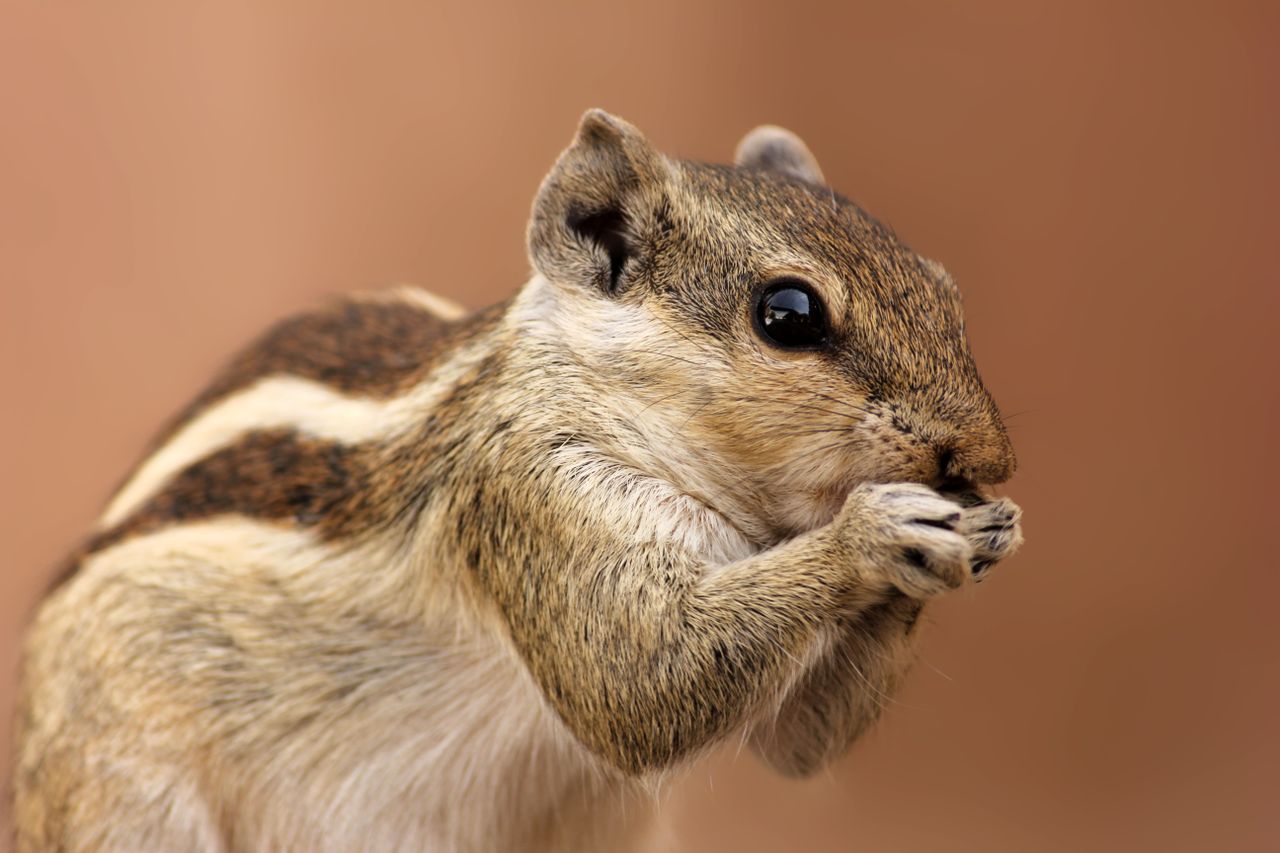 charming close up of a chipmunk nibbling showcasing its adorable featu