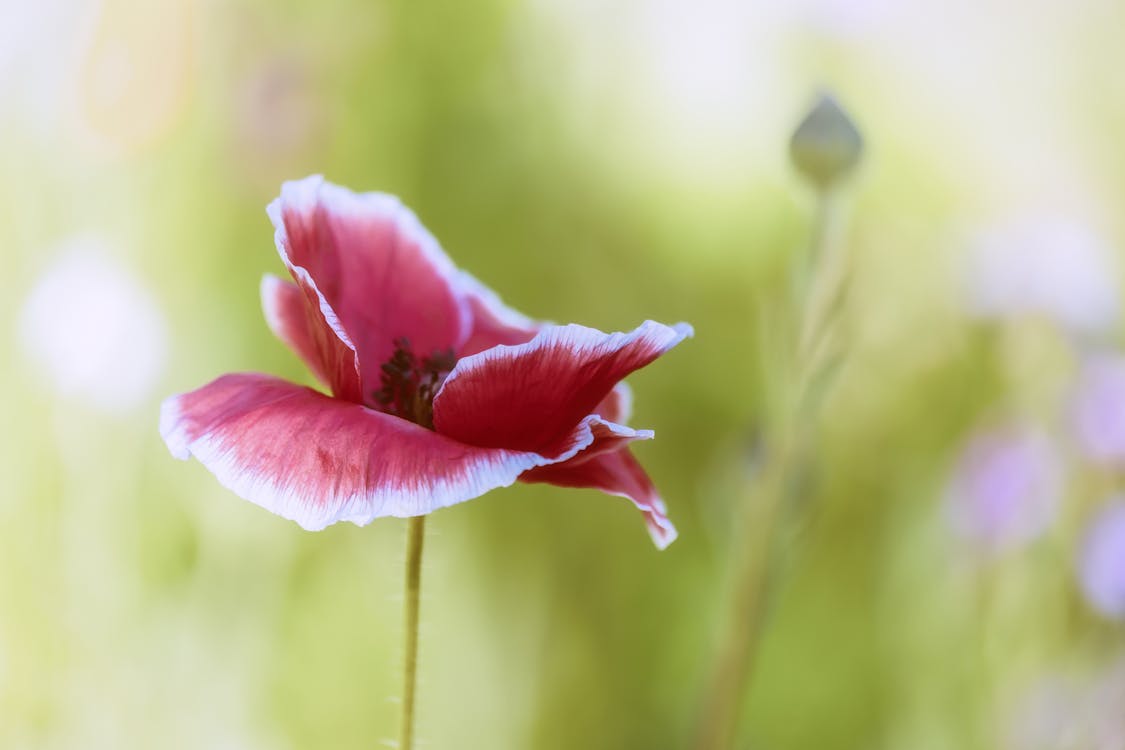 Kostnadsfri bild av blomfotografi, blomma, kronblad