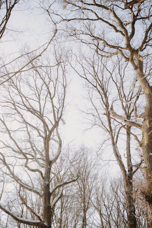 Kostenloses Stock Foto zu ast, ausgezeichnet, baum