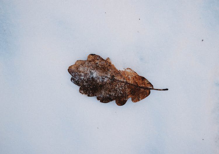 Dry Oak Leaf On Snowy Land In Winter Park