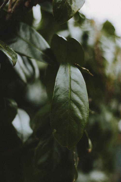 Free Plant with lush green foliage with pointed edges and veins growing in summer on blurred background Stock Photo