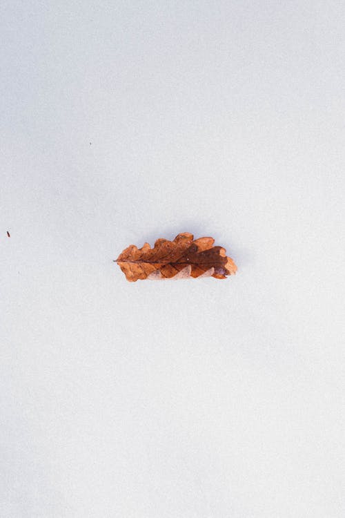 Overhead view of faded tree leaf with curved edges on snowy land on white background