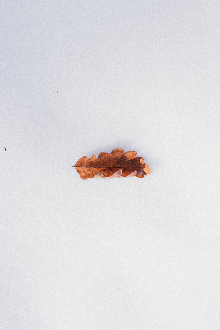 Dry Oak Leaf On Snowy Terrain In Wintertime