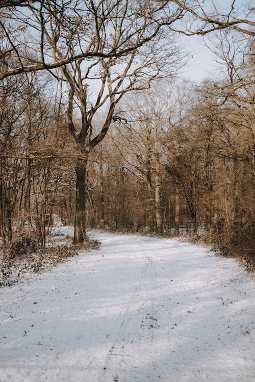 Snowy path going through tall trees with leafless branches growing in forest in suburb area on cold winter day in nature