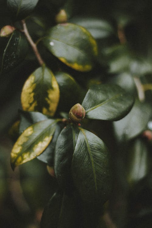 Green leaves of deciduous plant