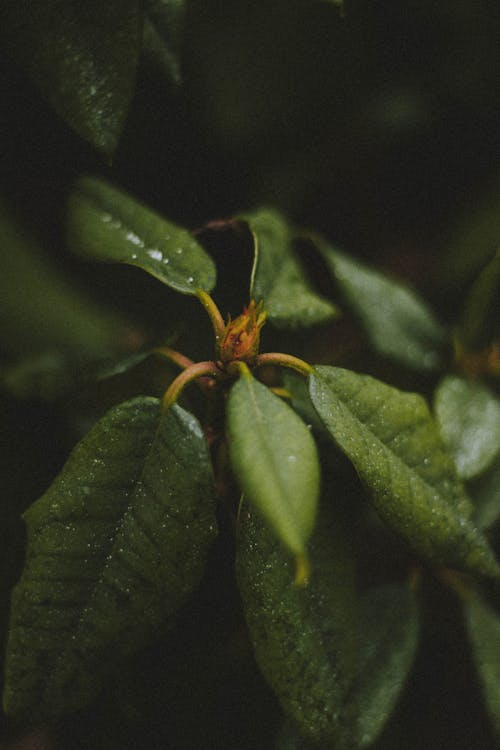 From above closeup of green leaves with veins of lush bush growing in forest on blurred background in summer day