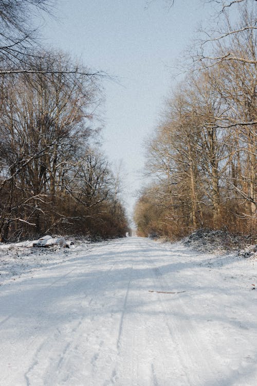 Straight roadway covered with snow going through leafless trees growing in woods in rural area on winter day in nature