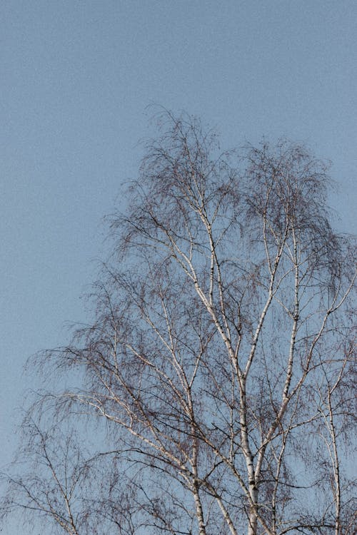 Leafless tree against blue sky