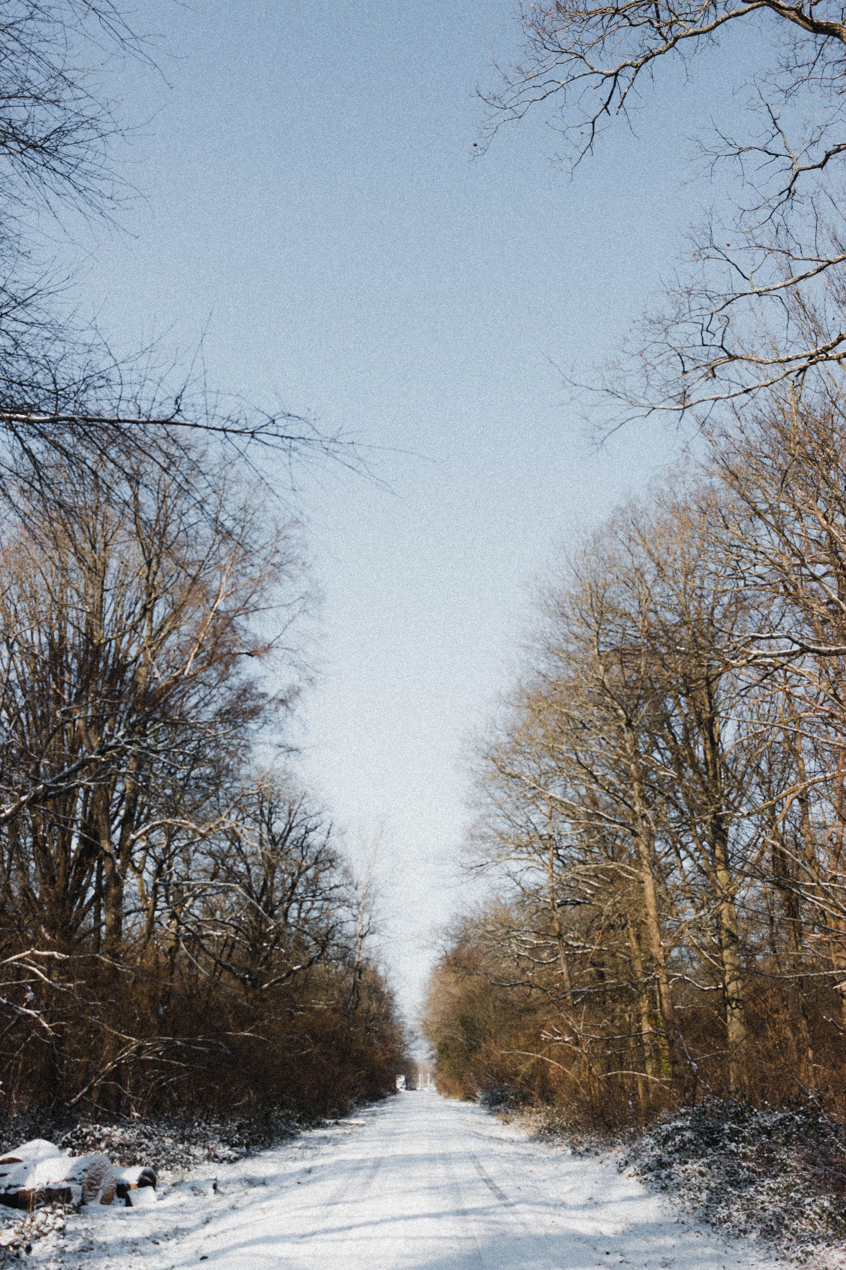 Narrow road through winter forest · Free Stock Photo