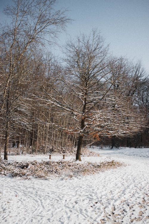 Trees growing on snowy ground