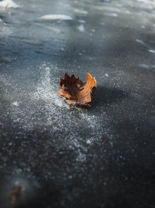 Withered brown leaf on frozen water of lake covered with hoarfrost on cold winter day with bright sunlight in nature