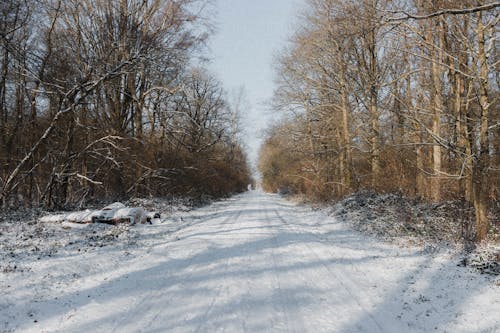 Empty straight roadway covered with snow going through forest with tall leafless trees in rural area on cold winter day