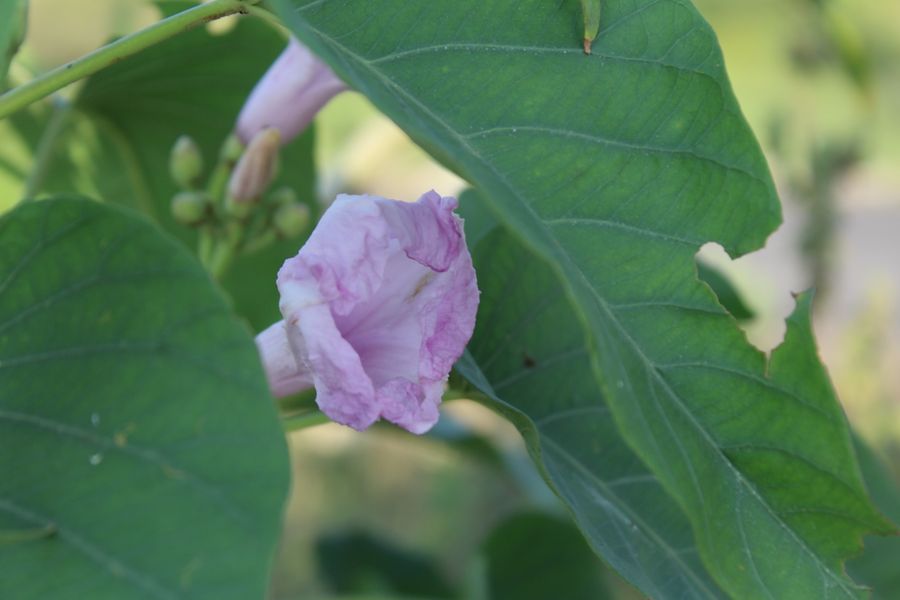 Dr. Charles Coon, DDS — At Ease Dental, Bentonville