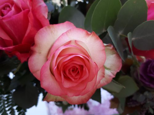 Free stock photo of pink roses Stock Photo