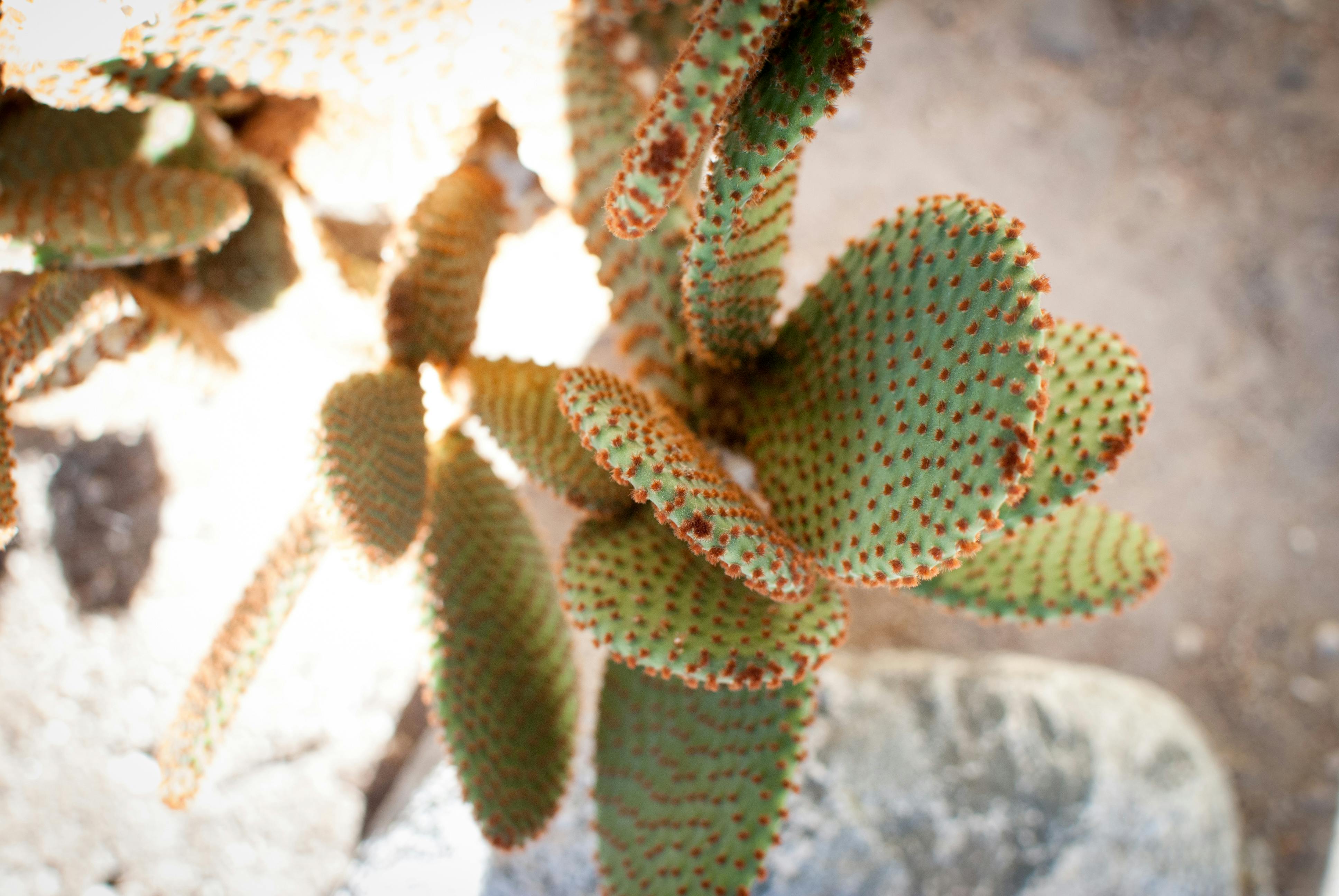 Free stock photo of cactus, colors, nature