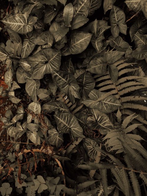Free An aerial view of dense tropical foliage showcasing various green leaves and ferns. Stock Photo