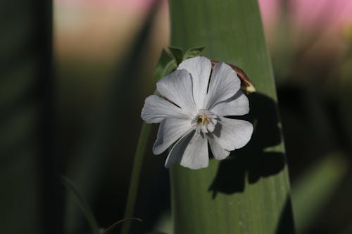 Free stock photo of bud, flower, flowering