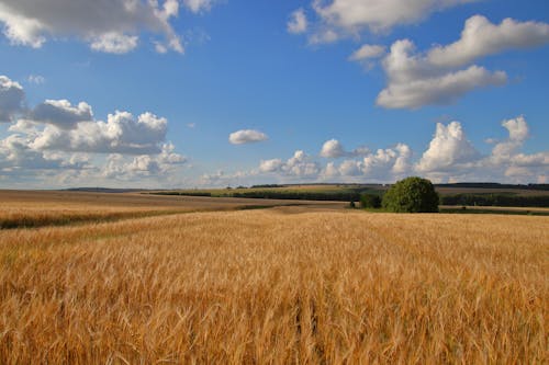 Free stock photo of agriculture, cereals, clouds