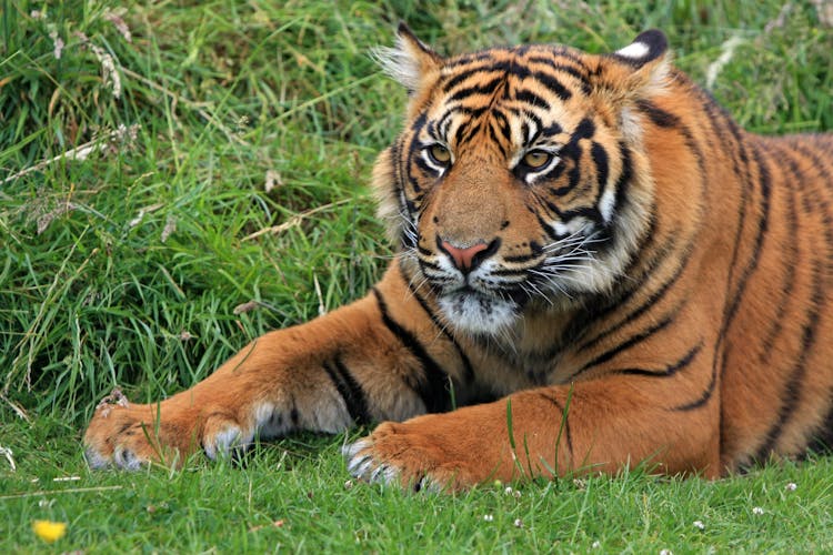 Bengal Tiger Laying In Green Grass At Daytime