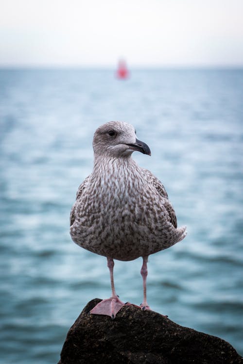 Foto profissional grátis de água, animais selvagens, animal