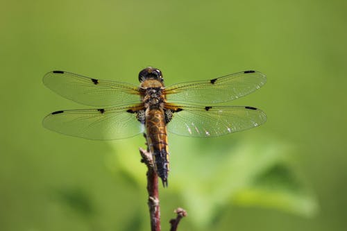 Libellula Marrone E Nera