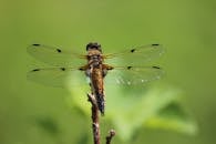 一只蜻蜓栖息在植物上的特写镜头，清晰地展现了其翅膀的细节