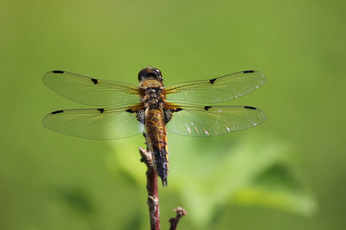 gratis Bruine En Zwarte Dragonfly Stockfoto