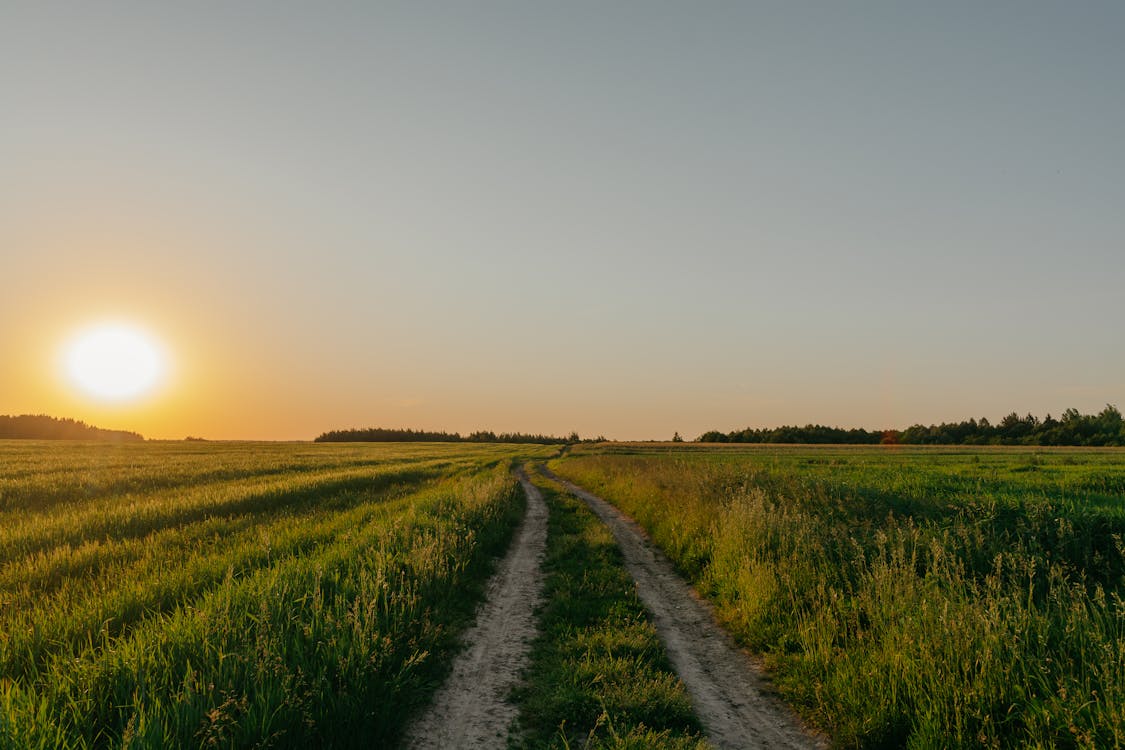 Green Grass Field during Sunset