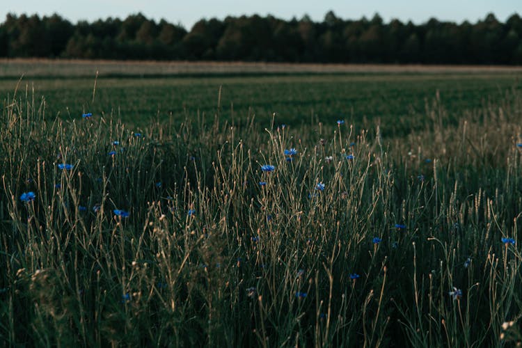 A Lush Cornflower Field