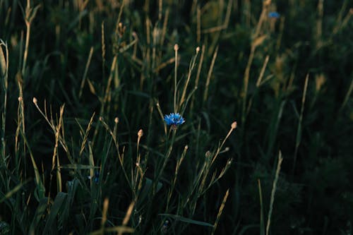 Blue Flower in Green Grass