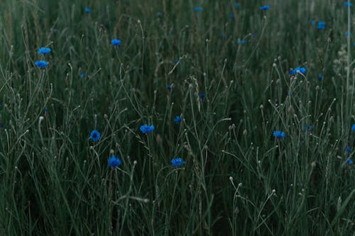 Ücretsiz alan, bitki, Çiçekler içeren Ücretsiz stok fotoğraf Stok Fotoğraflar