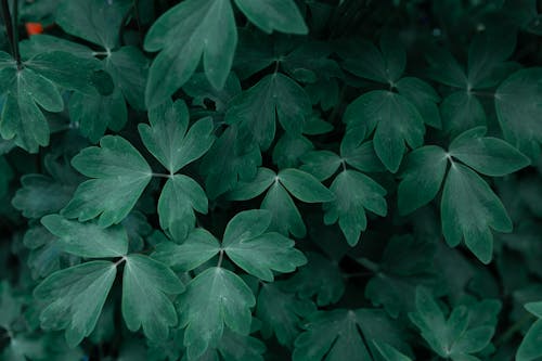 Green Celandine Leaves