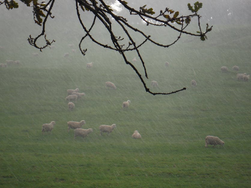 Free stock photo of raining, sheeps