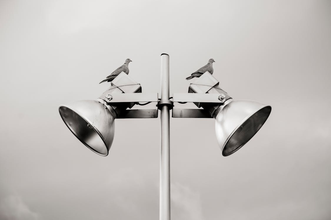 Free Two Pigeon Perched on White Track Light Stock Photo