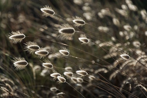 Free stock photo of backlight, bunny tails, flora