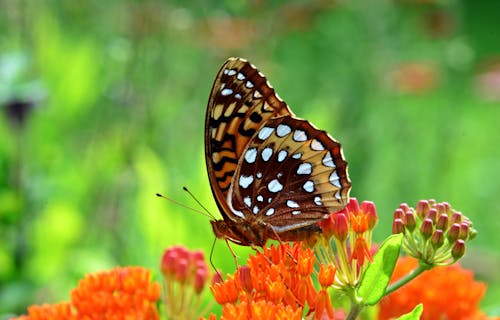 Free Close Up Photo of Butterfly on Flowers Stock Photo