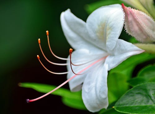 White Flower in Close Up Photography