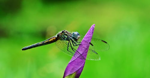 Close up Shot of a Dragonfly