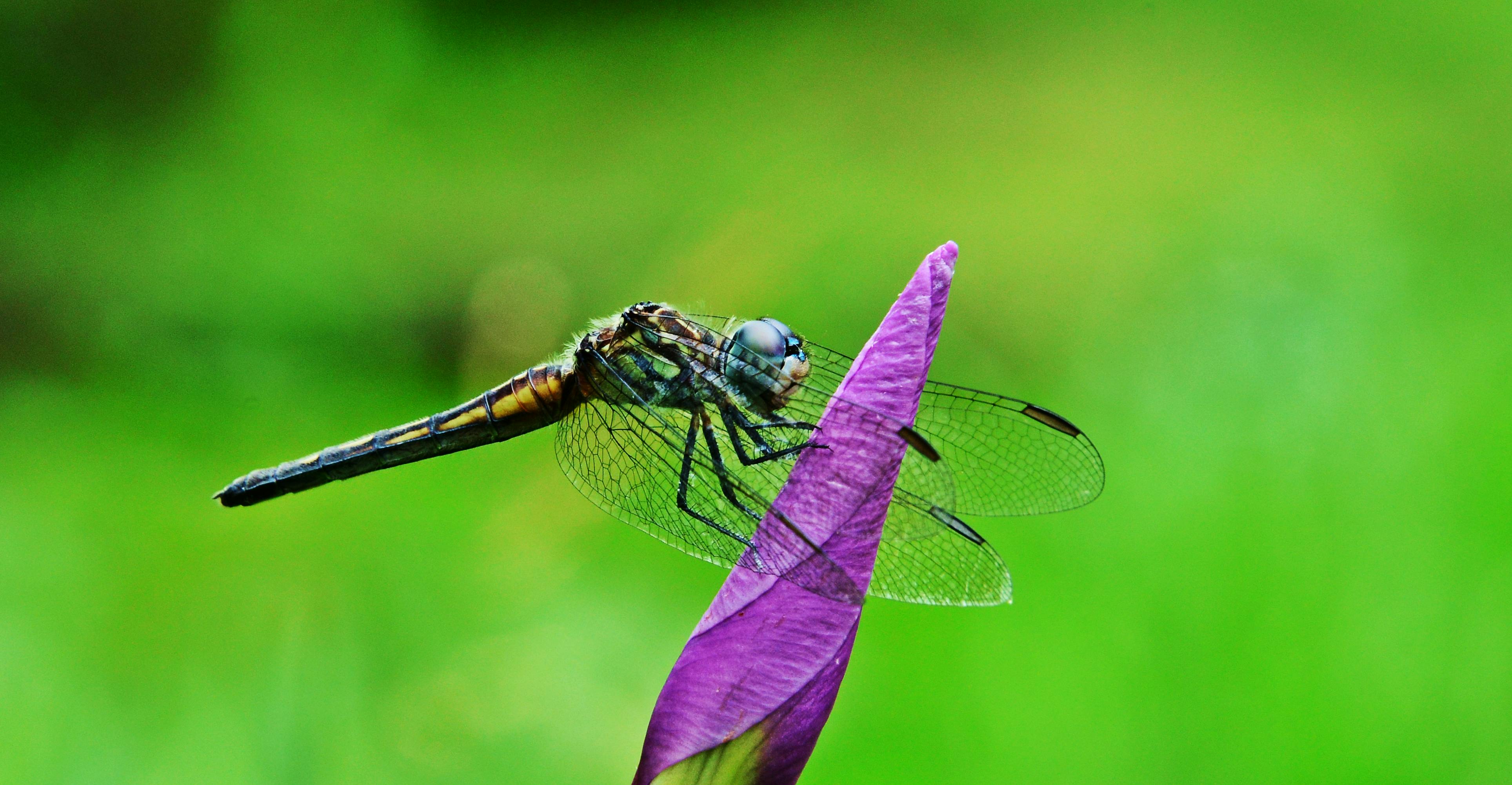 Selective Focus Photography of Blue Damselfly on Plant Stem · Free ...