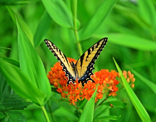 Close Up Photo of Butterfly on Orange Flowers