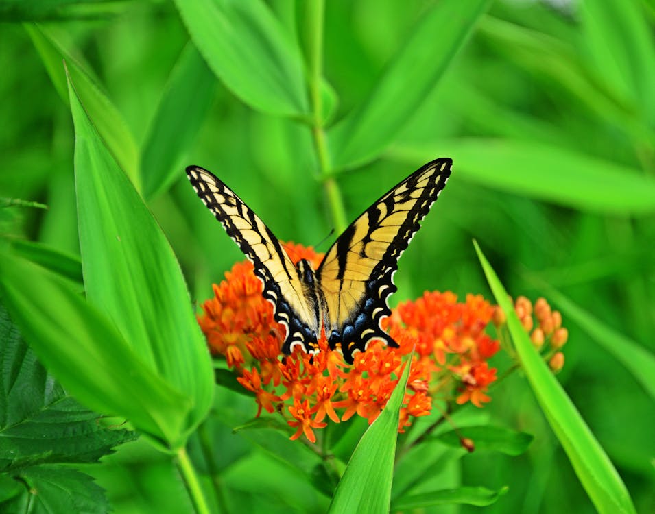 Close Up Photo of Butterfly on Orange Flowers