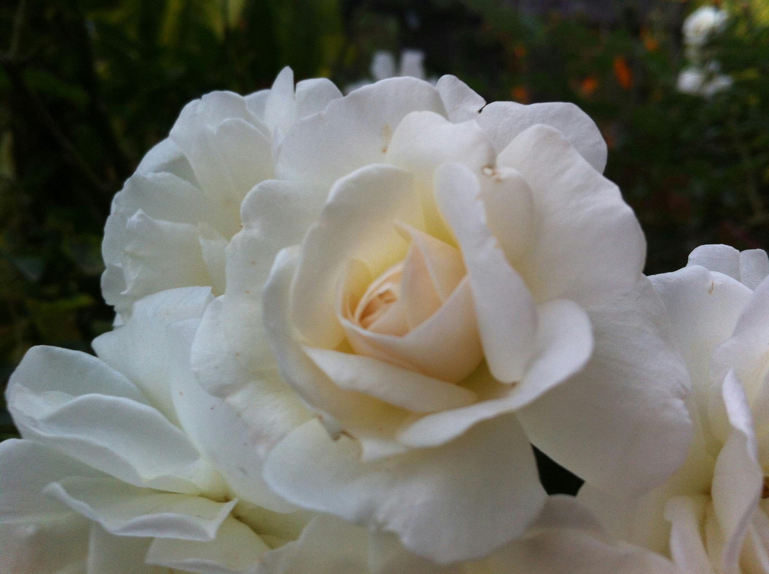 Gambar Bunga Mawar Putih Yang Indah - Koleksi Gambar Bunga