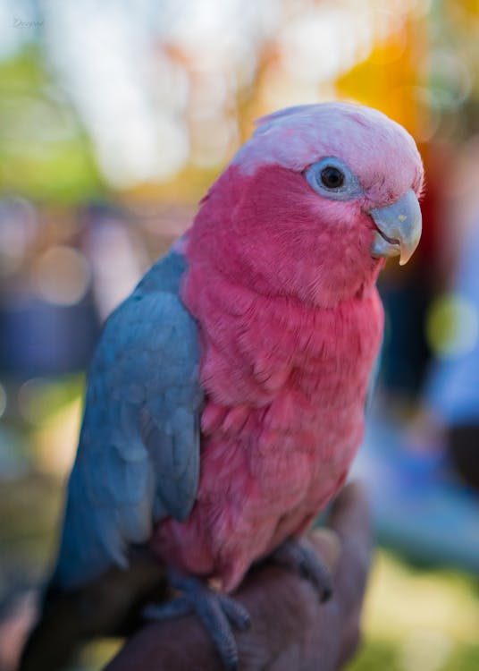 Free Close Up Shot of a Parrot Stock Photo