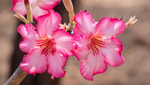 Free stock photo of beautiful flowers, pink flowers